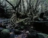 Paradise 14 Yakushima, Japan by Thomas Struth, 1999, Chromogenic print, Diasec mounted, sold Apr 2013