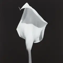 Calla Lily by Robert Mapplethorpe, 1987, Gelatin silver print, sold Oct 2013