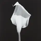 Robert Mapplethorpe, Calla Lily, 1987, Gelatin silver print