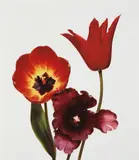 Three Tulips (Red Shine, Black Parrot, Gudoshnik) by Irving Penn, 1967, Dye transfer print, printed 1987, sold Oct 2013