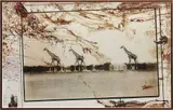 Peter Beard, Giraffes in Mirage on the Taru Desert, Kenya, June, 1960, Toned gelatin silver print with ink, paint, blood, collage and affixed cloth, printed later