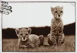Peter Beard, Cheetah cubs orphaned at Mweiga nr. Nyeri for The End of the Game, 1968, Gelatin silver print with ink and paint, printed later