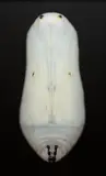 Adam Fuss, Untitled (White Chrysalis)