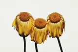 Irving Penn, Gerbera Daisy, Gerbera jamesonii 'Husky', New York