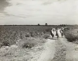 Marion Post Wolcott, Cotton pickers with bags of cotton on their backs, Mileston Plantation, Mississippi Delta, Mississippi