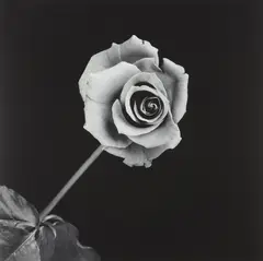 Rose by Robert Mapplethorpe, 1989, Gelatin silver print, sold Oct 2013
