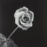 Rose by Robert Mapplethorpe, 1989, Gelatin silver print, sold Oct 2013