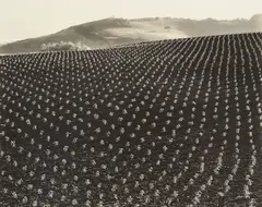 Tomato Field, Big Sur by Edward Weston, 1937, Gelatin silver print, sold Oct 2013