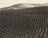 Tomato Field, Big Sur by Edward Weston, 1937, Gelatin silver print, sold Oct 2013