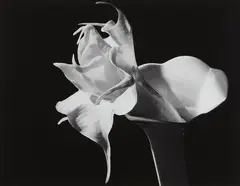 Datura by Imogen Cunningham, c. 1940, Gelatin silver print, offered Oct 2013