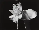 Imogen Cunningham, Datura
