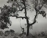 Edward Weston, Winter Idyll