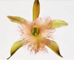Irving Penn, Orchid, Rhyncholaelia Digbyana, New York, 1969, dye transfer print