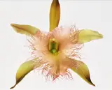 Irving Penn, Orchid, Rhyncholaelia Digbyana, New York, 1969, dye transfer print