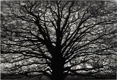 Robert Longo, Untitled (Gothic Tree), 2018, charcoal on mounted paper