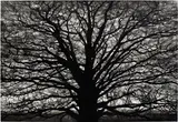 Robert Longo, Untitled (Gothic Tree), 2018, charcoal on mounted paper