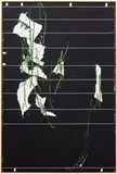 Harold Ancart, Untitled
