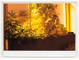 Wolfgang Tillmans, Untilplanto, a