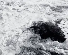 James Welling, Seascape: Frame 6 Conanicut Island, Rhode Island, 1992, gelatin silver print, mounted