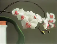 Orchidee II (Orchid II) (B. 103) by Gerhard Richter, 1998, Offset lithograph in colours, on lightweight cardboard, mounted between Plexiglas plates, with strainer on the reverse (, sold Jan 2026