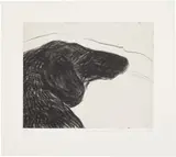 David Hockney, Dog Etching No. 6, from Dog Wall, 1998, Etching, on Somerset paper, with full margins