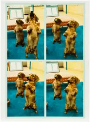 David Hockney, Stanley + Heinz, L.A., 1988/1997, Chromogenic print, on Fujifilm Pictro paper, with full margins