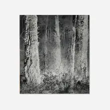 The Forest by Wynn Bullock, 1956, vintage gelatin silver print, sold Dec 2025