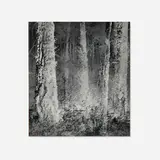 Wynn Bullock, The Forest, 1956, vintage gelatin silver print