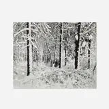 Wynn Bullock, Trees in Snow, Yosemite, gelatin silver print