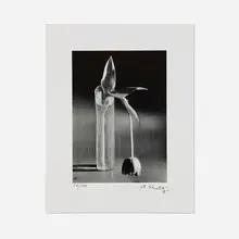 André Kertész, Melancholic Tulip, gelatin silver print