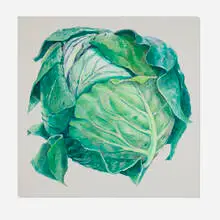 Don Nice, Cabbage, 1967, acrylic on canvas