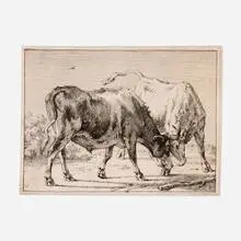 Paulus Potter, Fighting Steers, 1645–1654, etching on laid paper