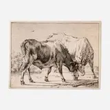 Paulus Potter, Fighting Steers, 1645–1654, etching on laid paper