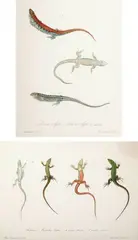 Alessandro Capalti, Lacerta Agilis, PODARIS MURALIS, hand-colored lithograph