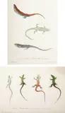 Alessandro Capalti, Lacerta Agilis, PODARIS MURALIS, hand-colored lithograph