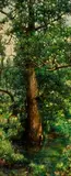 From the Pond by Rosario Urbino Gerbino, Oil on board, sold Dec 2004