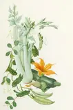 James Linton Sain, Celery, ZUCCHINI AND PEAS, watercolor on paper