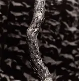 Aaron Siskind, Martha's Vineyard #7