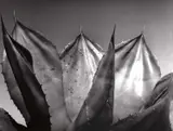 Mariana Yampolsky, Maguey de Papel', Mexico 1986, 1986, photograph