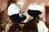 8.2.92 by Gerhard Richter, 1992, Lack über Farbfotografie auf Kodak Papier, sold Nov 2017
