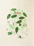 Passiflore (Passiflora laurigera) by Salvador Dalí, 1967, Radierung auf Japon nacré, sold Apr 2018