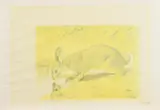 Amerikanischer Hasenzucker by Joseph Beuys, 1974, Farboffset auf SCHOELLER STERN (Trockenstempel), sold Sep 2018