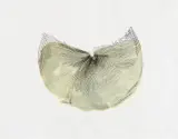 Heinz Mack, Auktion 422, Los 773, 1969, Monotypie (Materialdruck) auf Hahnemühle (Wasserzeichen)