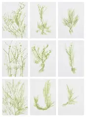 Giuseppe Penone, Trentatré erbe (Thirty-three Herbs), 1989, The complete set of 33 lithographs in colours, on lightweight wove paper adhered to Fabriano paper support sheets (as issued), the full sheets, with colophon and title page, all contained in the original green fabric-covered portfolio boards with printed artist's name and title