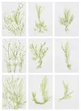 Giuseppe Penone, Trentatré erbe (Thirty-three Herbs), 1989, The complete set of 33 lithographs in colours, on lightweight wove paper adhered to Fabriano paper support sheets (as issued), the full sheets, with colophon and title page, all contained in the original green fabric-covered portfolio boards with printed artist's name and title