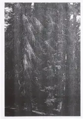 Wolfgang Tillmans, Wald (Forest) (Briol III), 2008, Inkjet print, on wove paper, with full margins