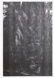 Wolfgang Tillmans, Wald (Forest) (Briol III), 2008, Inkjet print, on wove paper, with full margins