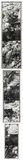 Gilbert&George, BLOSSOM DRINK