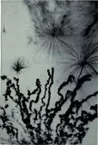 Philippe Parreno, The Sorcerer's Apprentice (White fireworks in daytime, launching a sigil in the sky), 2008, phosphorescent ink silkscreened on black velvet