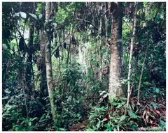 Paradise 30, Rio Madre de Dios, Peru by Thomas Struth, 2005, chromogenic print, mounted, sold Dec 2025